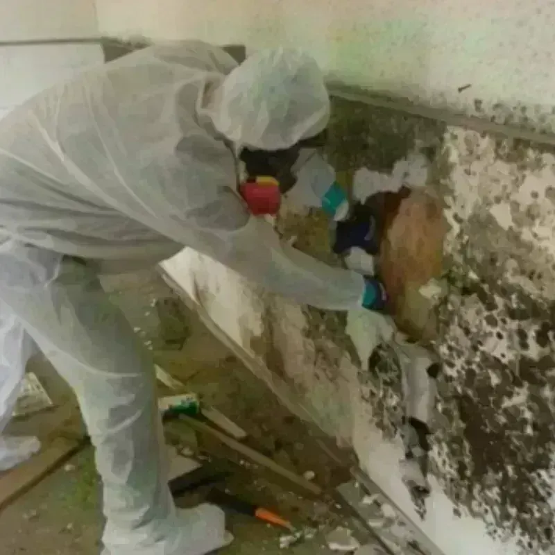 Mold Remediation and Removal in Willow Park, TX